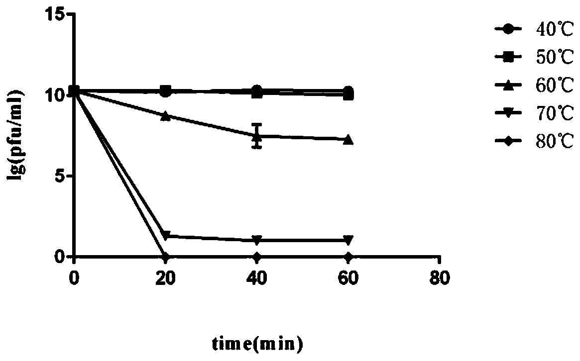 Short-tailed coliphage and application thereof