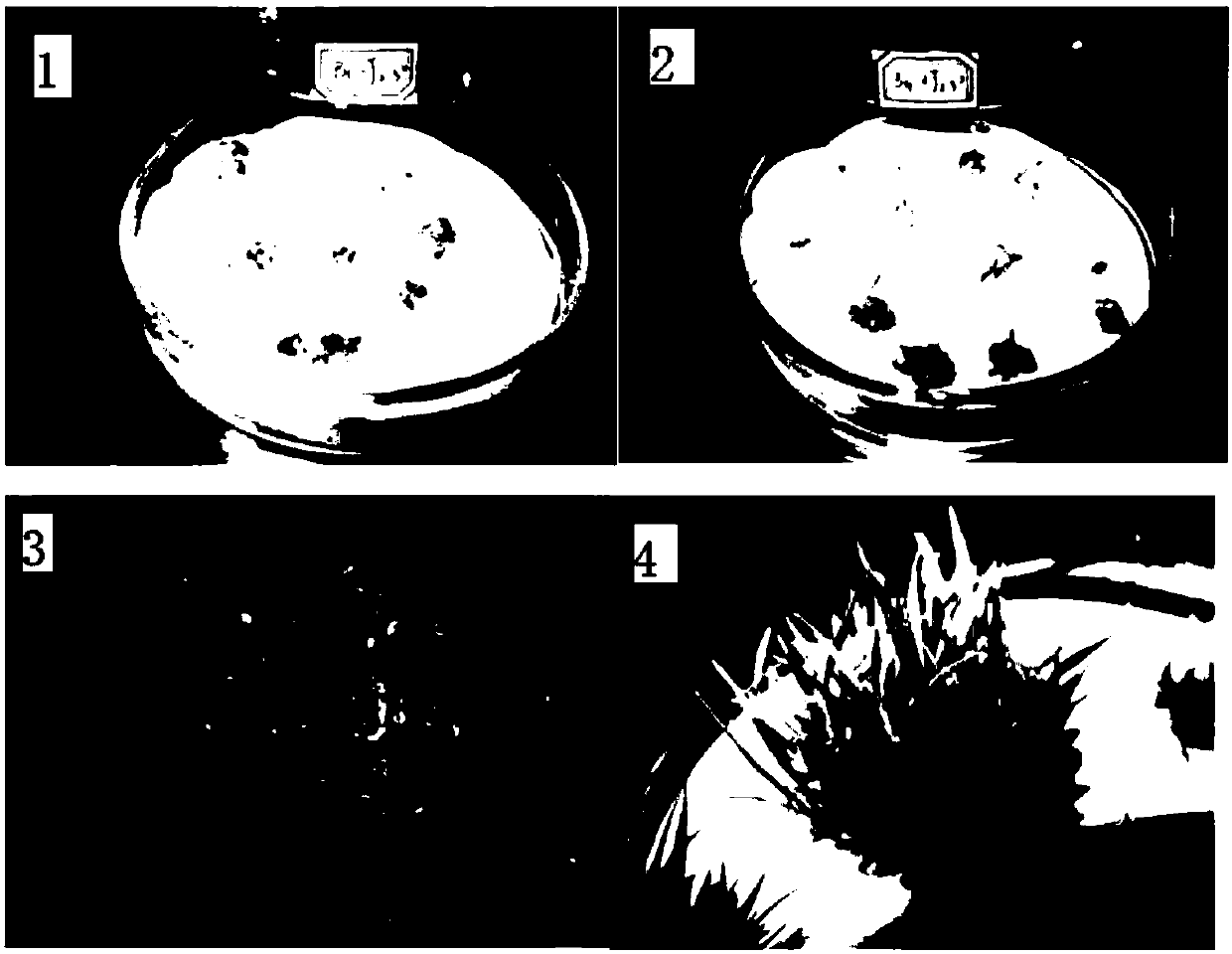 High-frequency somatic embryo regeneration culture medium without germplasm gene type limitation and application thereof