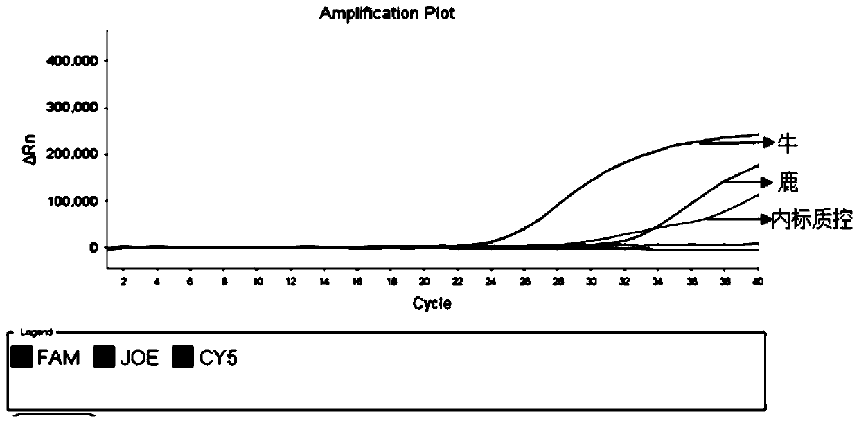 A kind of multiple fluorescent PCR detection primers, probes, kits, detection method and application of deer and bovine origin in deer horn glue