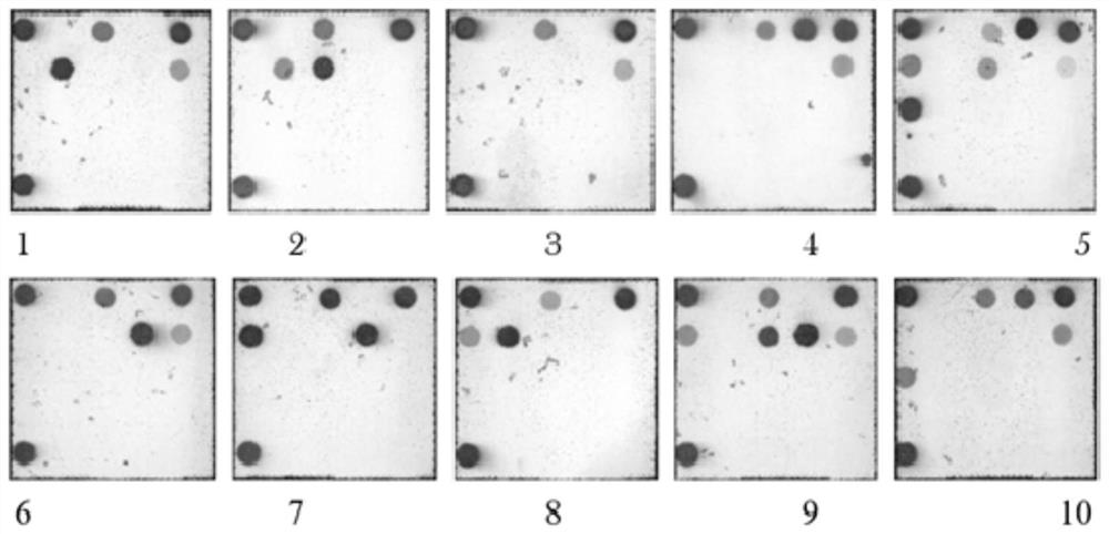 Nucleic acid probe combination, kit and method for detecting common pathogens in genital tracts