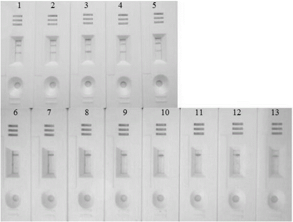 Salmonella nucleic acid rapid detection kit, test strip and detection method