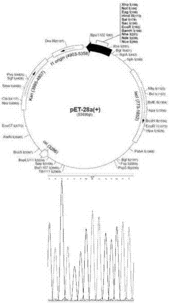 Detection method of gene related to alcohol metabolism