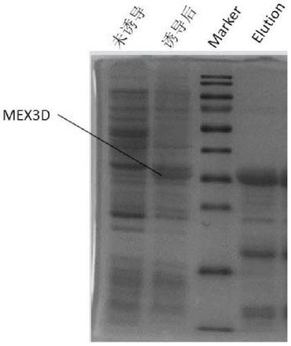 Preparation method of polyclonal antibody for specific recognition of protein MEX3D and application thereof