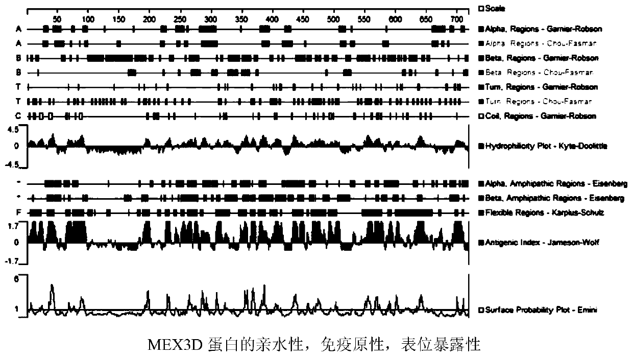 Preparation method of polyclonal antibody for specific recognition of protein MEX3D and application thereof