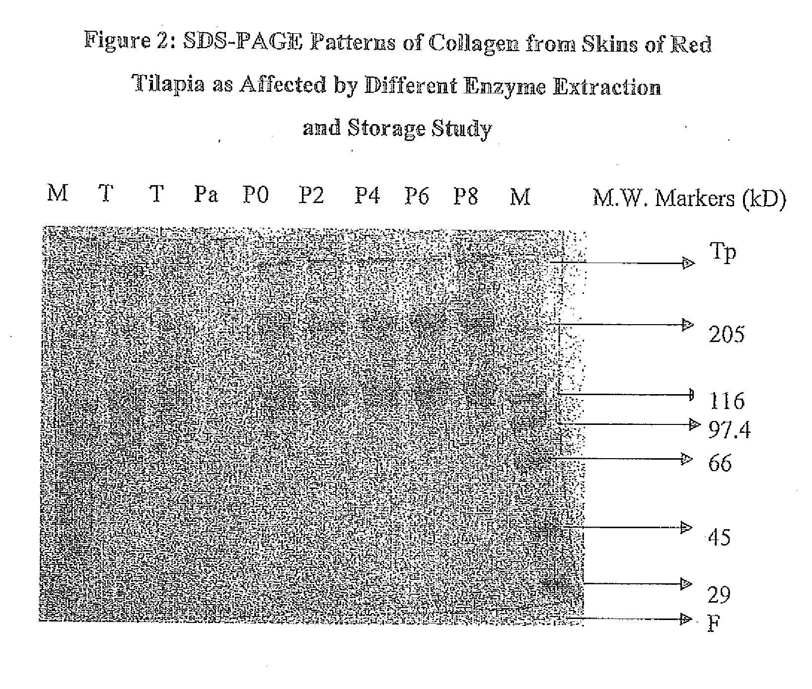 Collagen extraction from aquatic animals