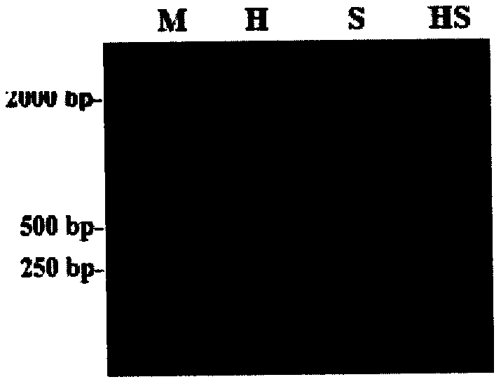 Preparation method of functional rice with high antioxidant capacity