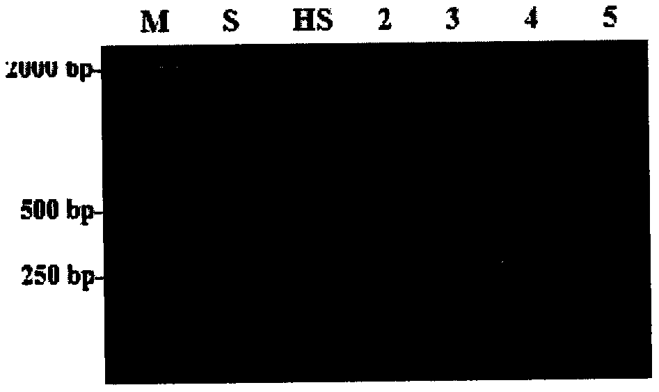 Preparation method of functional rice with high antioxidant capacity