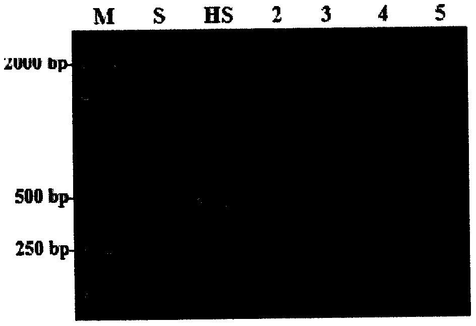 Preparation method of functional rice with high antioxidant capacity