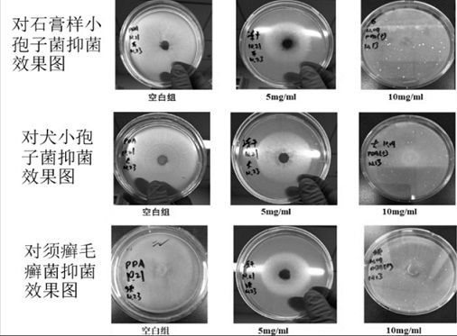 Preparation and application of Beauveria bassiana BB-7 metabolites