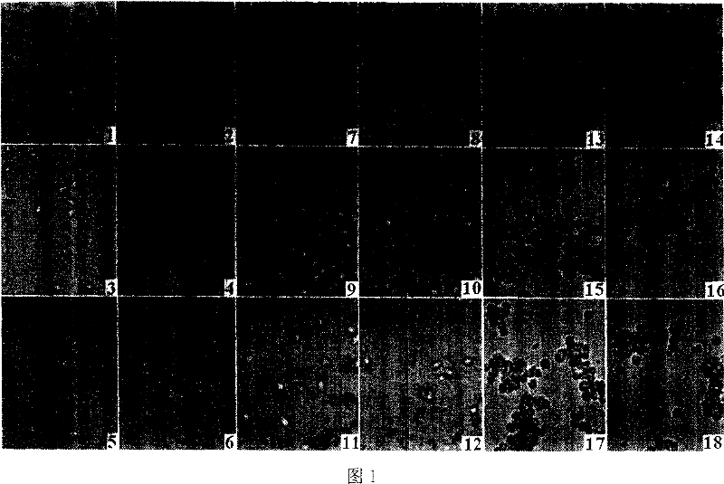 Structure of siRNA for target survivin gene and antineoplastic usage