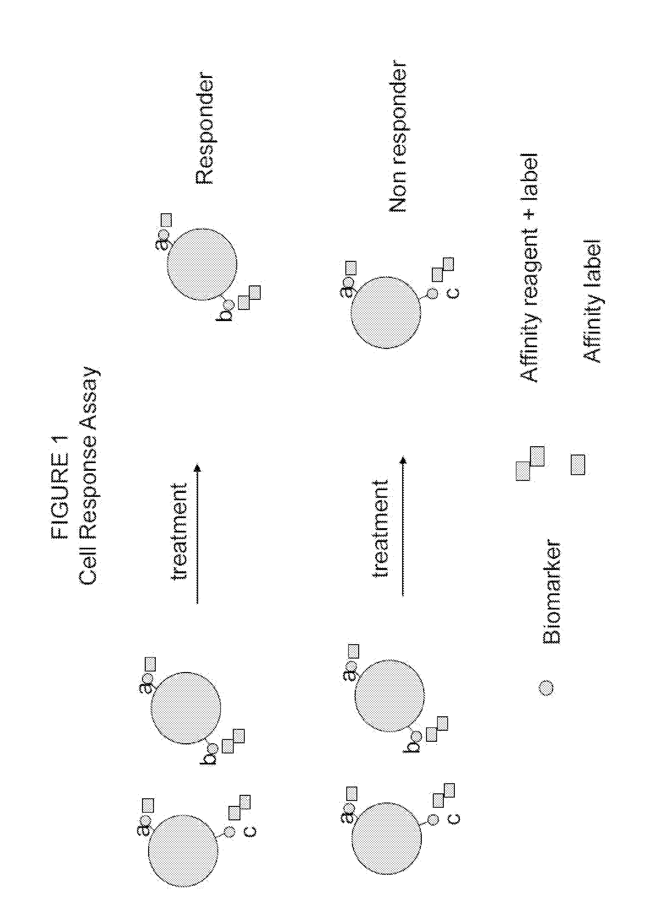 Cell response assay for cancer and methods of producing and using same