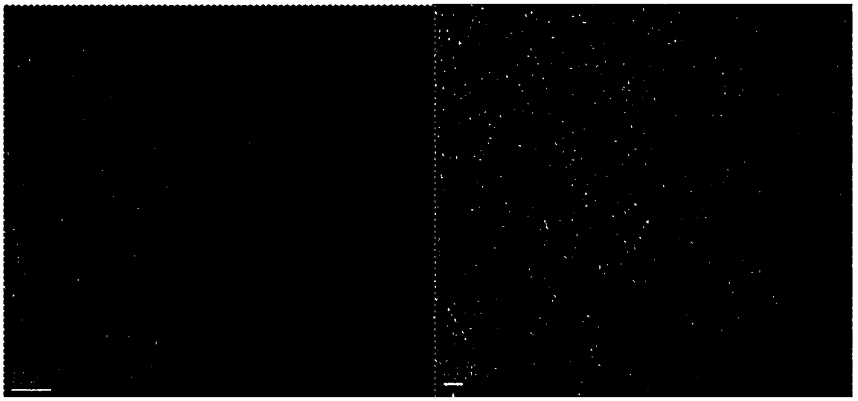 Carbon nitride quantum dot/titanium dioxide sol and preparation method thereof