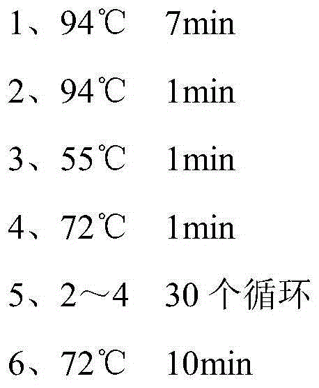 Bactrian camel-derived ApoE nano antibody as well as coding sequence and application thereof