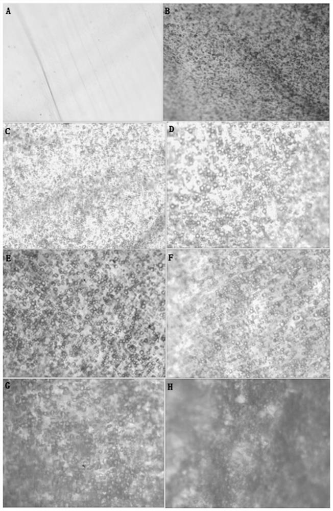 A kind of antibacterial masterbatch and preparation method thereof