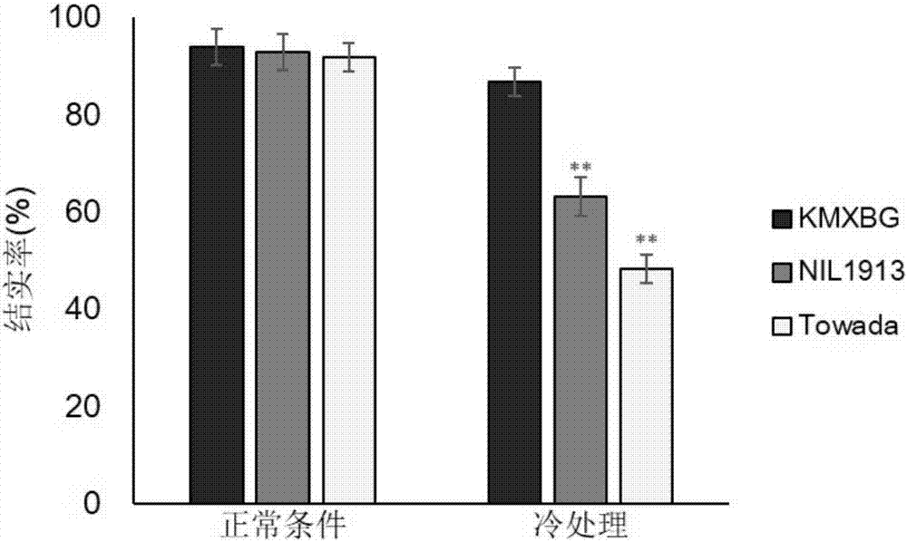 Rice booting stage cold tolerance related protein CTB4a, coding gene and application thereof