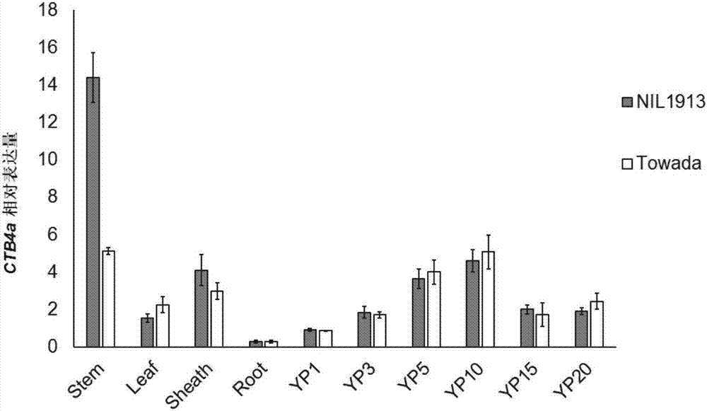 Rice booting stage cold tolerance related protein CTB4a, coding gene and application thereof