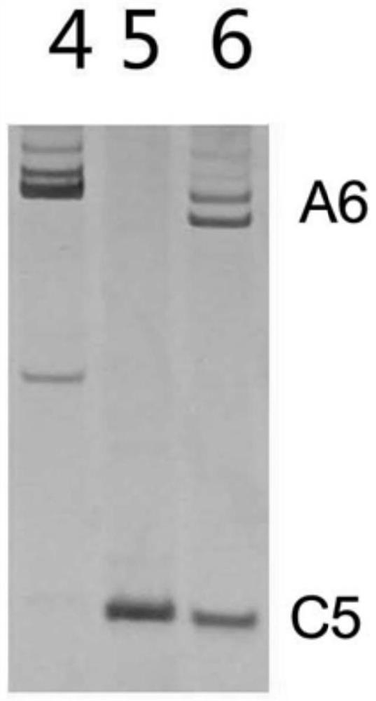 Molecular markers and methods for identifying a06 and c05 chromosome segregation in Brassica vegetable interspecific hybrids and progeny materials