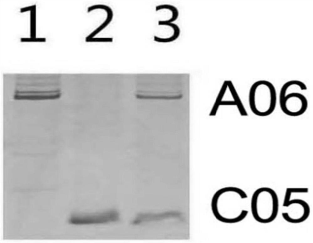 Molecular markers and methods for identifying a06 and c05 chromosome segregation in Brassica vegetable interspecific hybrids and progeny materials