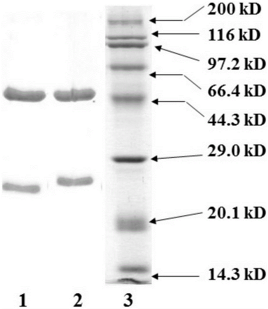 A kit for detecting influenza virus in a sample, its detection method and application