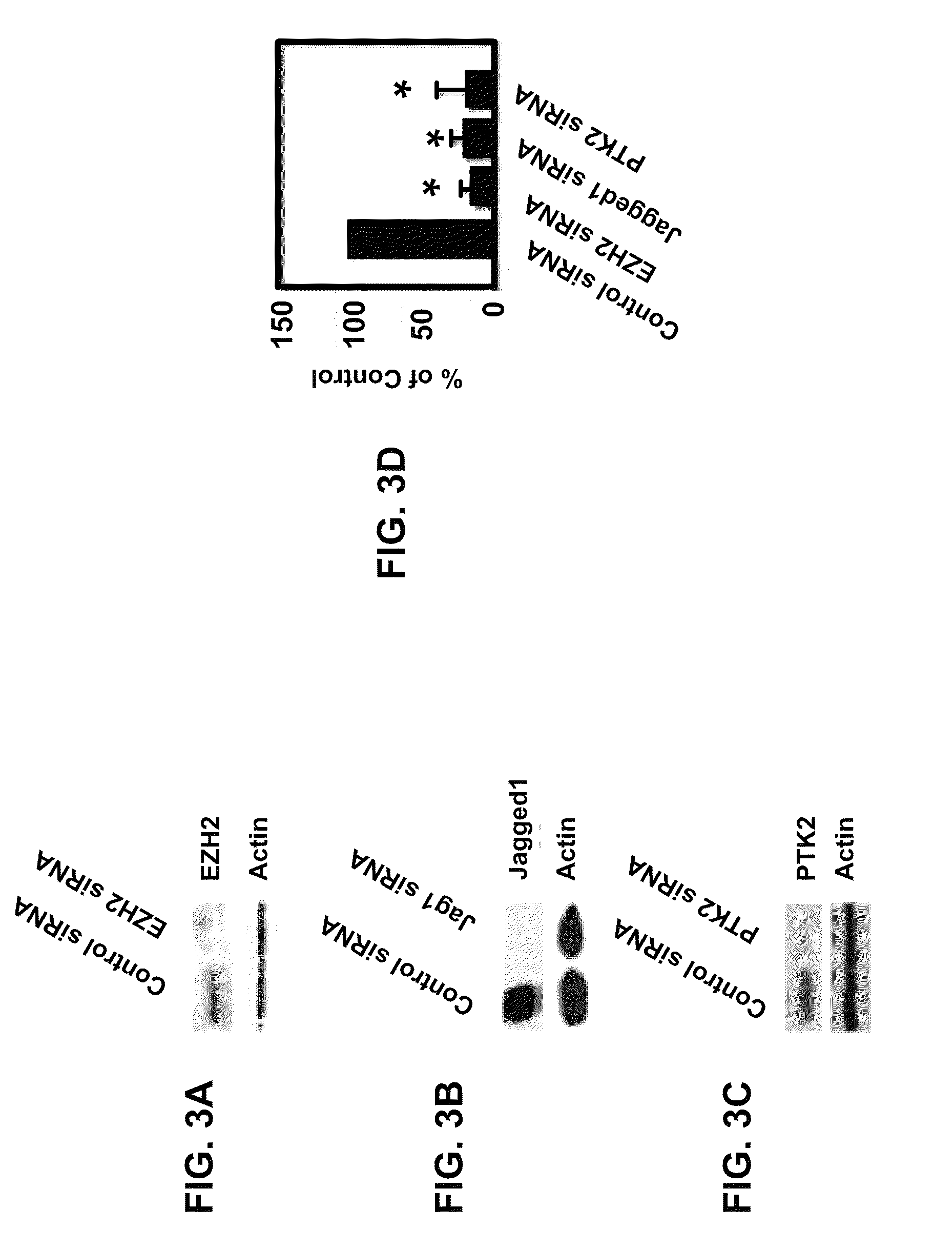 Pro-angiogenic genes in ovarian tumor endothelial cell isolates