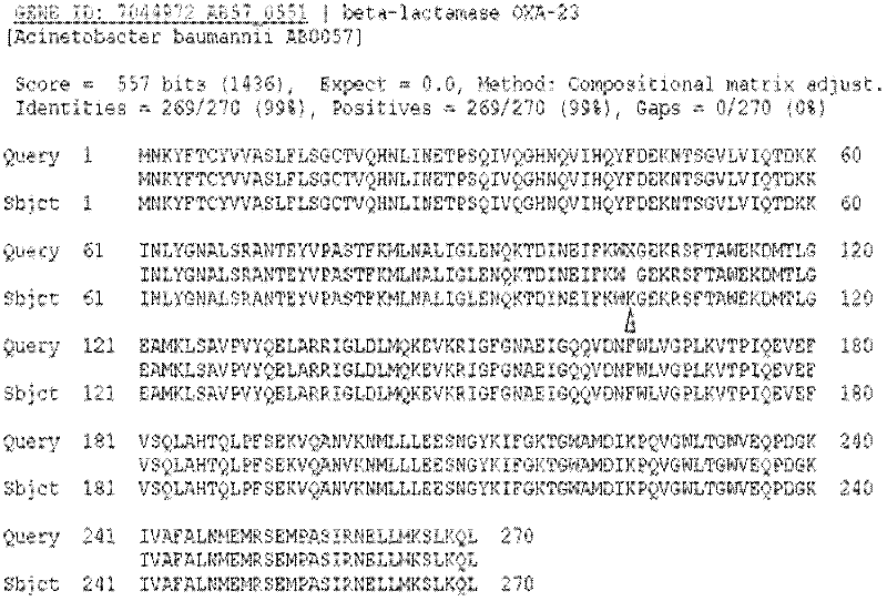 Fluorescent quantitative polymerase chain reaction (PCR) kit for Acinetobacter baunannii/calcoaceticus complex OXA-23 mutant gene