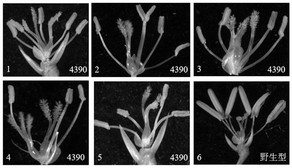 Molecular marker related to Oryza sativa L. fertility and floral organ number, and application of molecular marker