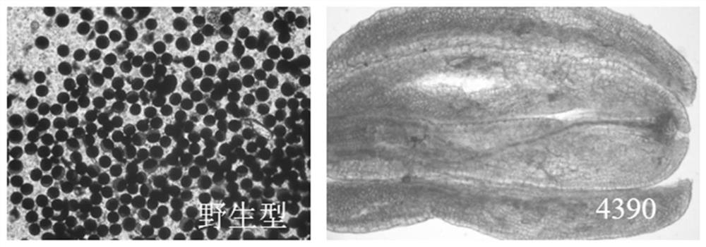 Molecular marker related to Oryza sativa L. fertility and floral organ number, and application of molecular marker