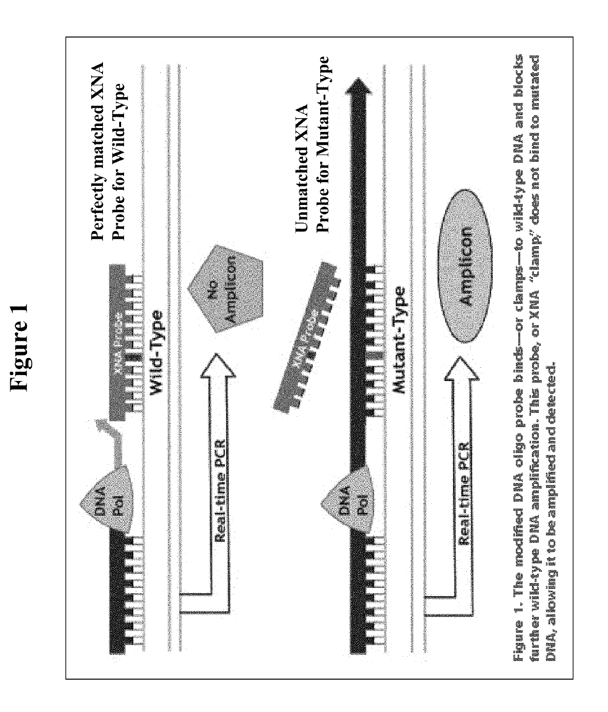 DNA mutation detection employing enrichment of mutant polynucleotide sequences and minimally invasive sampling