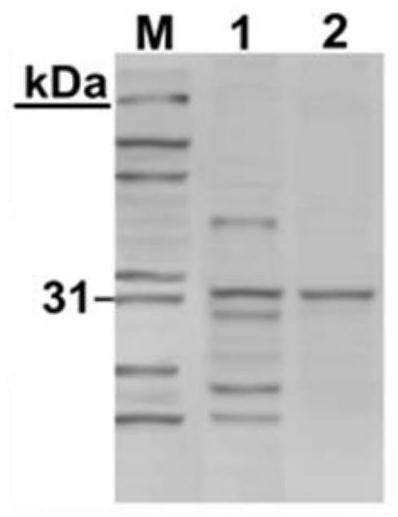 Scaffold proteins derived from epidermal growth factor, lectin and Tat proteins