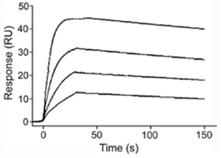 Scaffold proteins derived from epidermal growth factor, lectin and Tat proteins