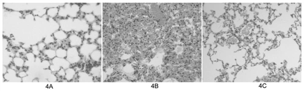 Scaffold proteins derived from epidermal growth factor, lectin and Tat proteins