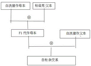 Breeding method for new Baixi-pig and Duroc hybridization strain