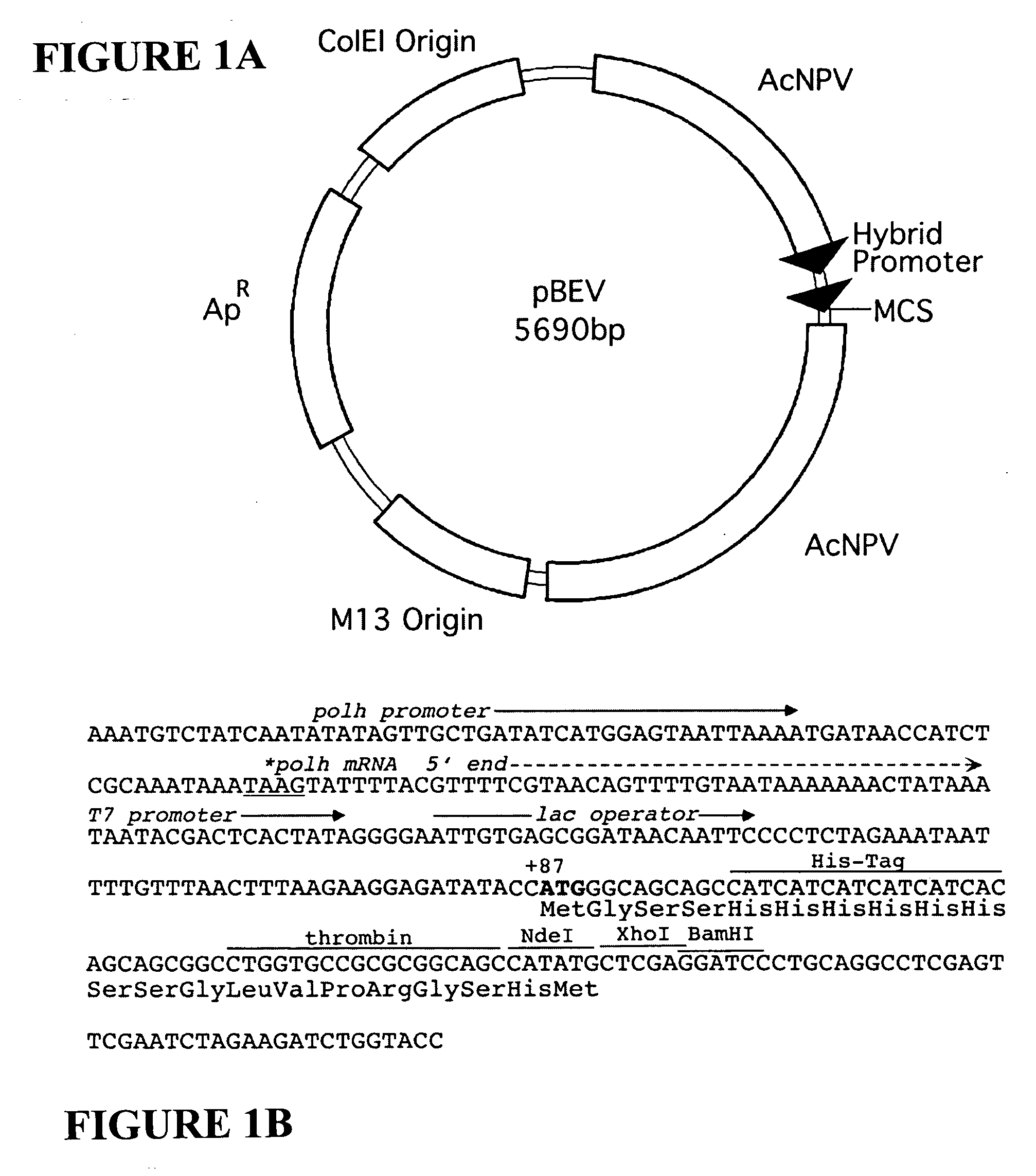 Dual expression vector system and screening methods