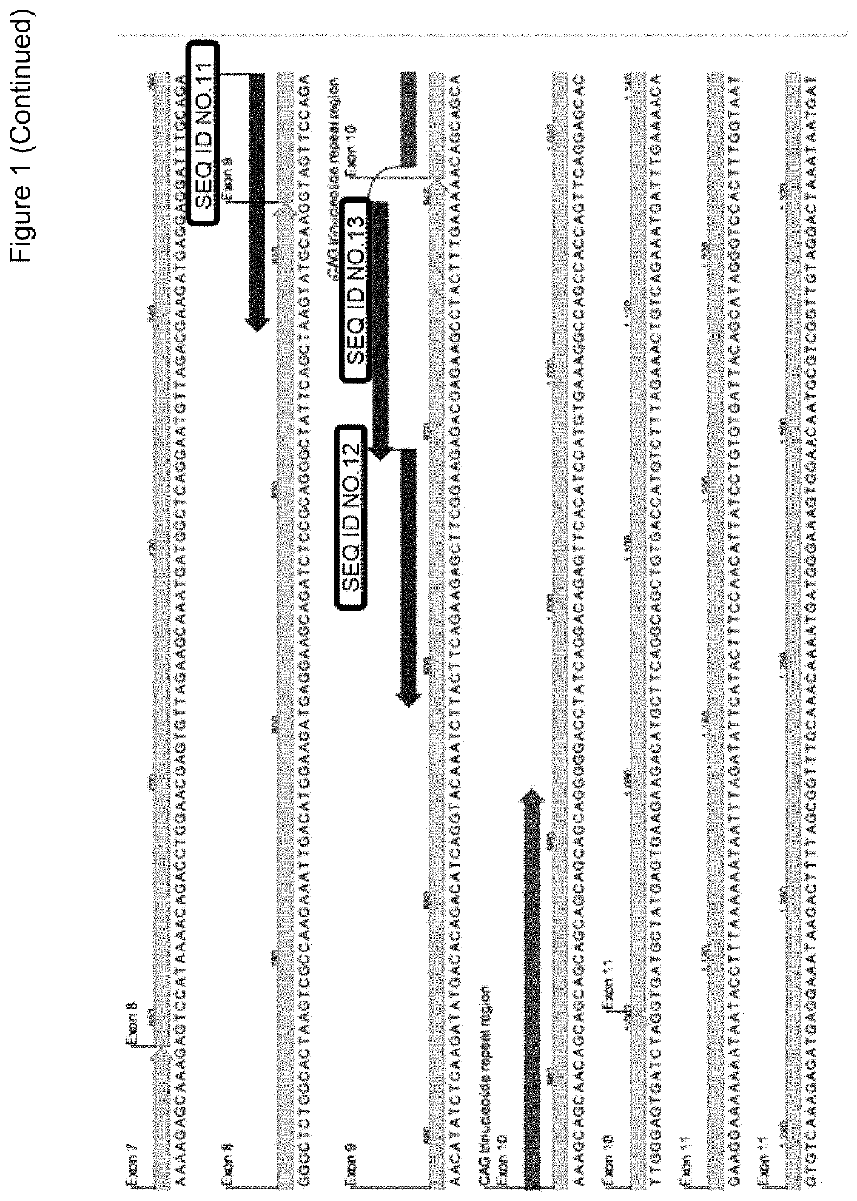 Rnai induced reduction of ataxin-3 for the treatment of spinocerebellar ataxia type 3