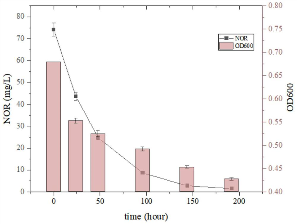 Aeromonas cainea W3 capable of degrading typical fluoroquinolone antibiotics and application thereof