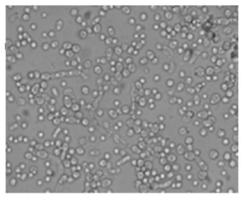 Method for brewing soybean sauce by adding halotolerant bacteria to reduce content of free tyrosine in sauce mash