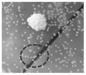 Method for brewing soybean sauce by adding halotolerant bacteria to reduce content of free tyrosine in sauce mash