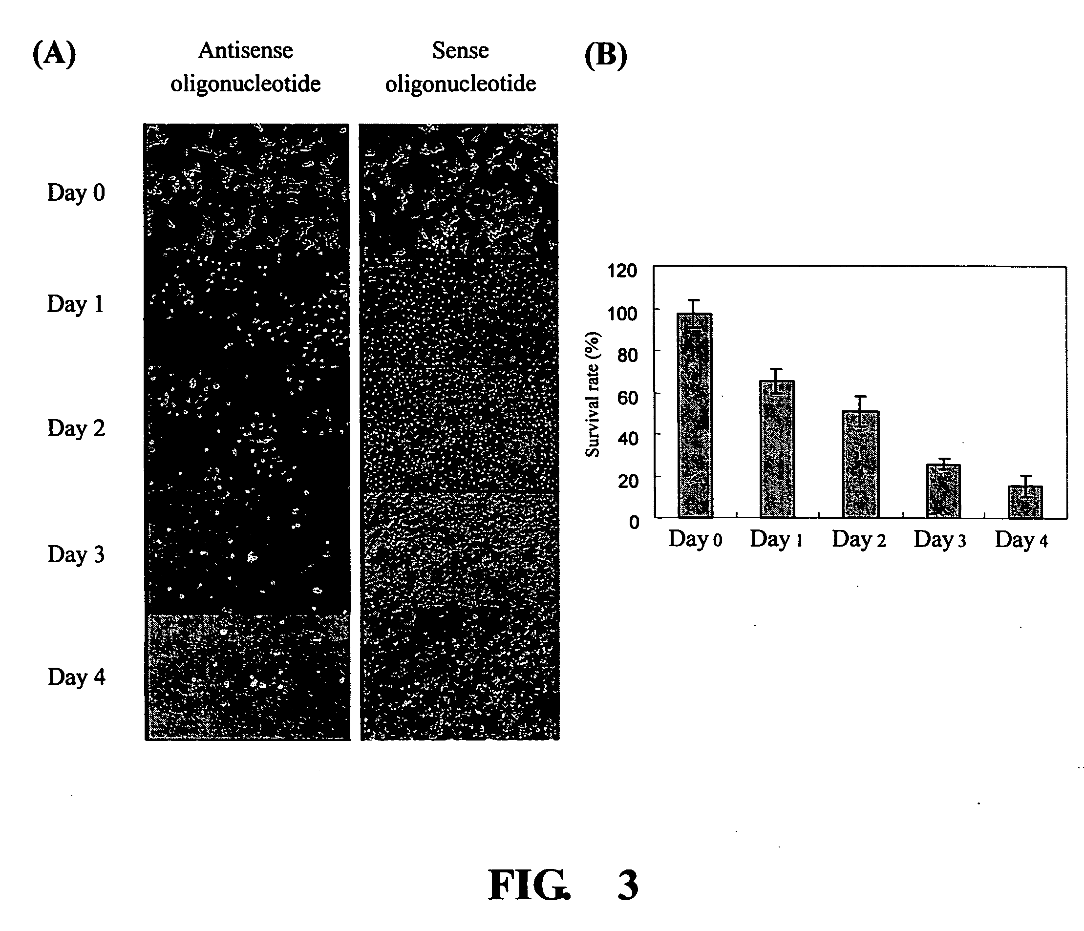 Nucleolin antisense sequence for inhibition of cancer cell proliferation