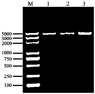 siRNA (small interfering ribonucleic acid) for inhibiting ER81 gene expression and application of siRNA in breast cancer cells