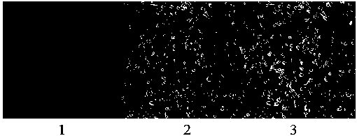 siRNA (small interfering ribonucleic acid) for inhibiting ER81 gene expression and application of siRNA in breast cancer cells