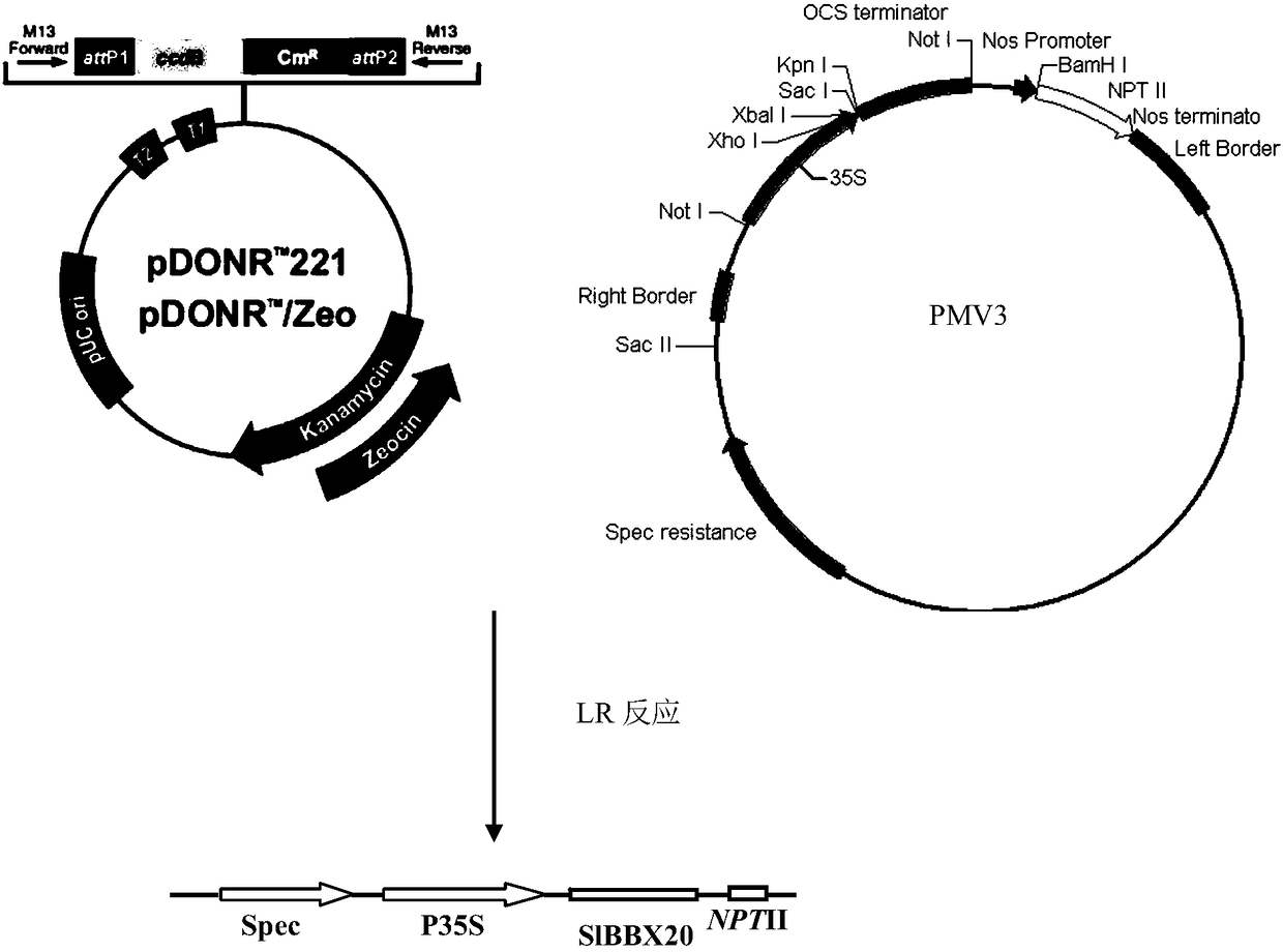 Overexpression transcription transcription factor SlBBX20 for improving the content of tomato anthocyanin