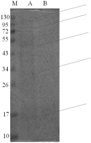 Peroxiredoxin 1 binding protein and application thereof