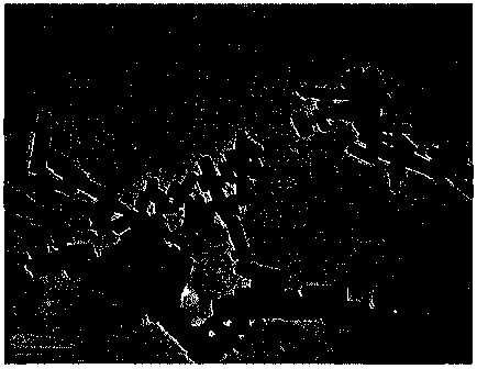 Method for preparing amphiphilic modified organic pigment based on discontinuous deposition of silica sol