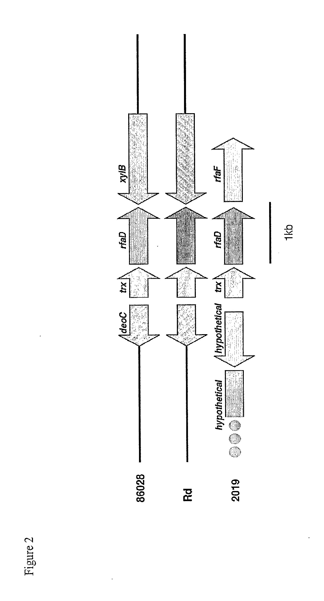 Genes of an otitis media isolate of nontypeable haemophilus influenzae