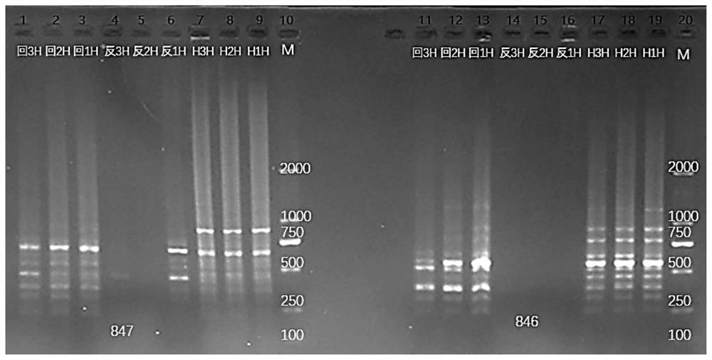 Method for distinguishing black snapper and two hybrid filial generations of black snapper by using ISSR molecular marker