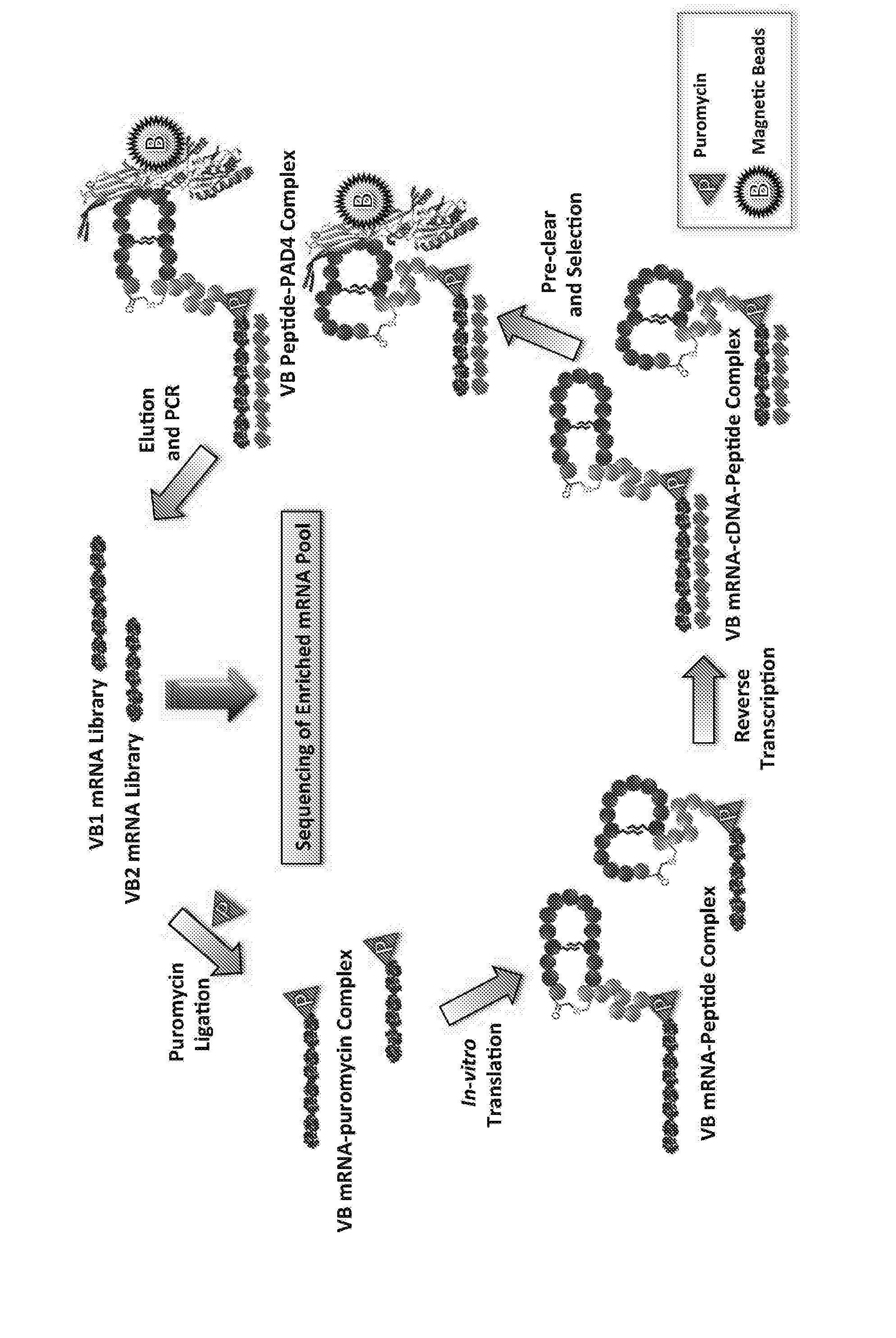 Macrocyclic Peptide, Method for Producing Same, and Screening Method Using Macrocyclic Peptide Library