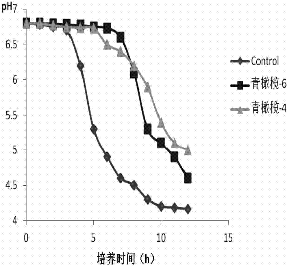 Application of canarium album extract in preparation of medicaments, foods or daily necessities for preventing and treating decayed teeth