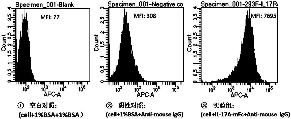 Anti-interleukin 17 (IL-17A) antibody and application thereof