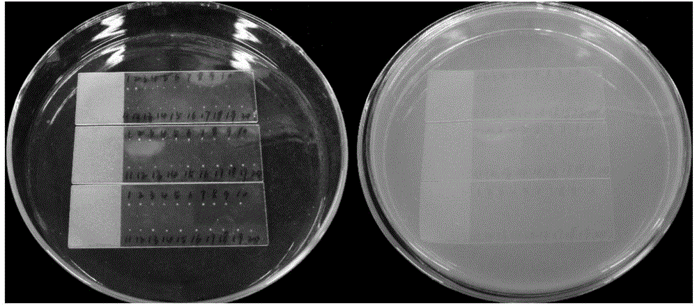 Single spore isolation and purification method of verticillium dahliae