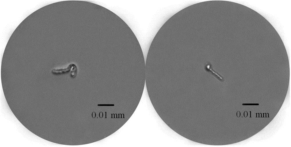 Single spore isolation and purification method of verticillium dahliae